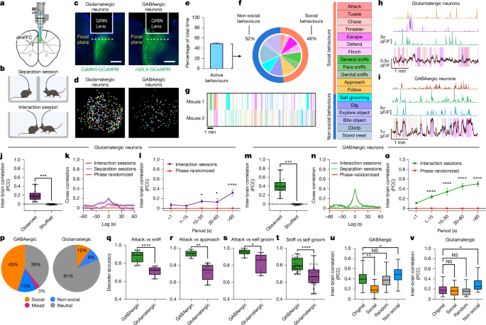 Inter-brain neural dynamics in biological and artificial intelligence systems – Nature