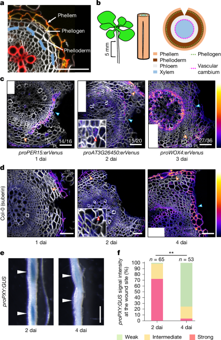 Plants monitor the integrity of their barrier by sensing gas diffusion – Nature