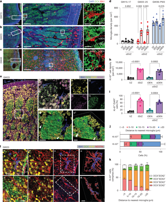 Microglia regulate GABAergic neurogenesis in prenatal human brain through IGF1