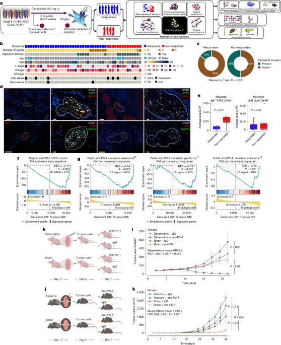Cancer-induced nerve injury promotes resistance to anti-PD-1 therapy