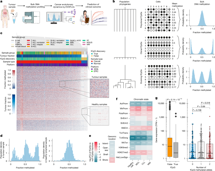 Fluctuating DNA methylation tracks cancer evolution at clinical scale
