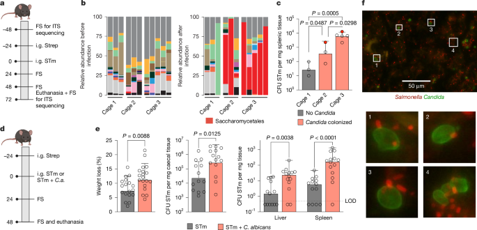 Commensal yeast promotes Salmonella Typhimurium virulence