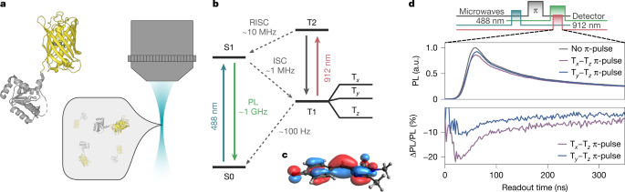A fluorescent-protein spin qubit – Nature
