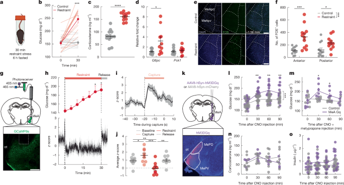 Amygdala–liver signalling orchestrates glycaemic responses to stress