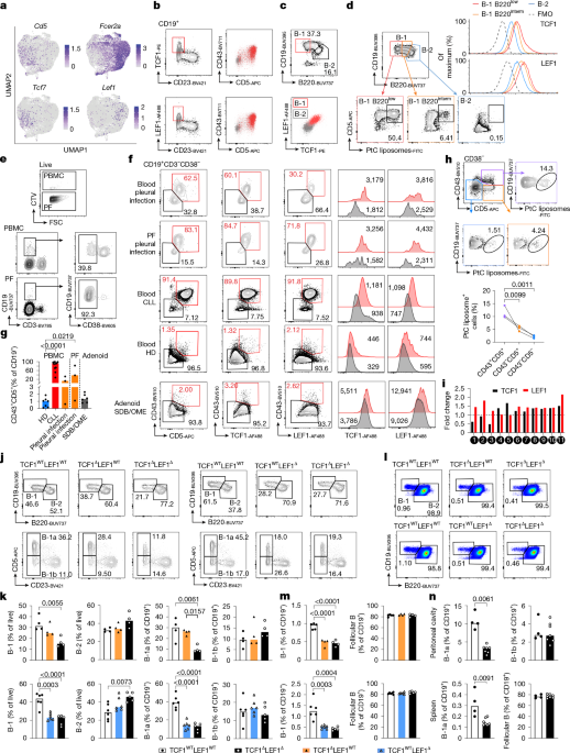 TCF1 and LEF1 promote B-1a cell homeostasis and regulatory function