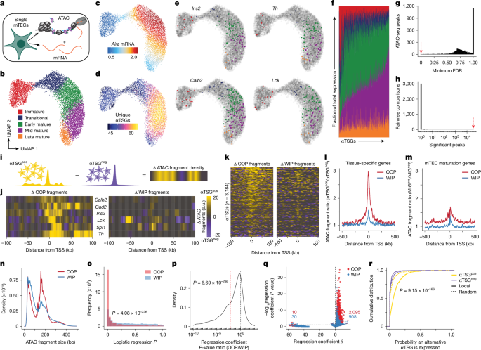 Thymic epithelial cells amplify epigenetic noise to promote immune tolerance