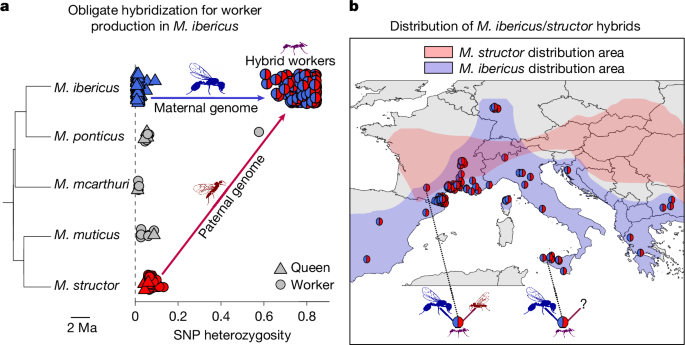 One mother for two species via obligate cross-species cloning in ants