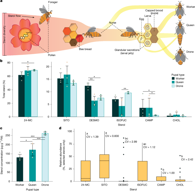Engineered yeast supplies uncommon however very important pollen sterols for honeybees – Nature