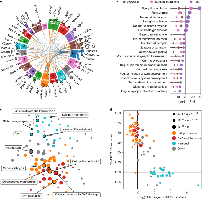 Functional synapses between neurons and small cell lung cancer