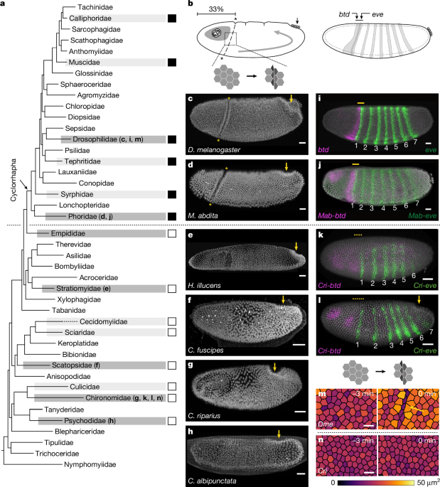 Divergent evolutionary strategies pre-empt tissue collision in gastrulation