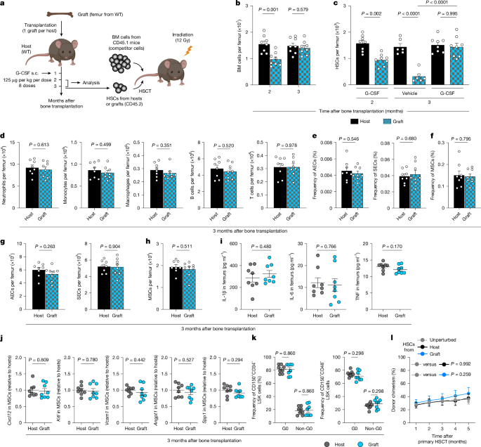 Haematopoietic stem cell number is not solely defined by niche availability