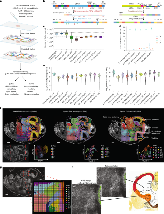 Spatial joint profiling of DNA methylome and transcriptome in tissues