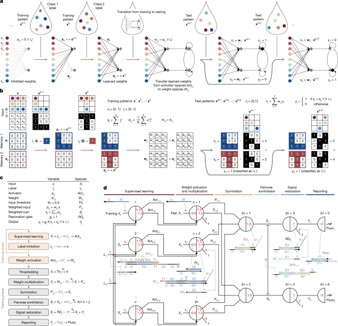 Supervised learning in DNA neural networks