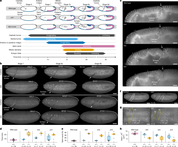 Patterned invagination prevents mechanical instability during gastrulation