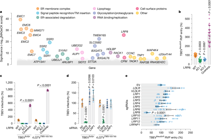 LRP8 is a receptor for tick-borne encephalitis virus