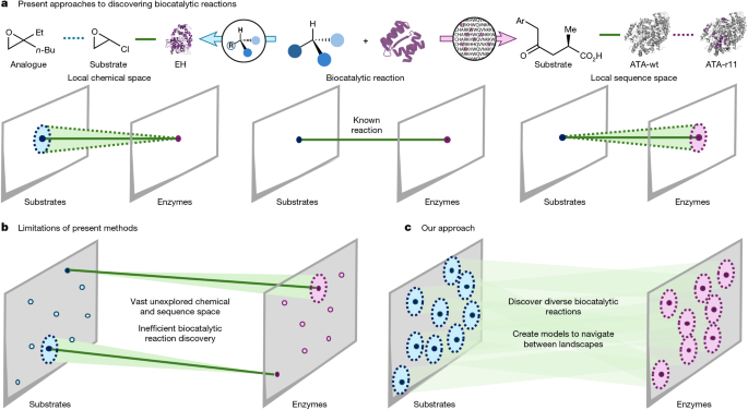 Connecting chemical and protein sequence space to predict biocatalytic reactions – Nature