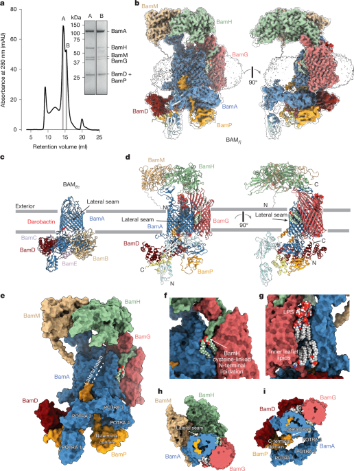A new paradigm for outer membrane protein biogenesis in the Bacteroidota