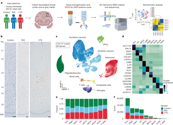 Repeated head trauma causes neuron loss and inflammation in young athletes - Nature