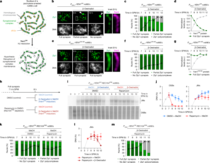 Holliday junction–ZMM protein feedback enables meiotic crossover assurance