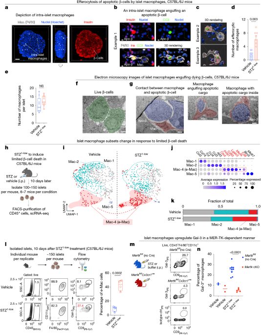 Efferocytic remodelling of pancreatic islet macrophages by limited β-cell death