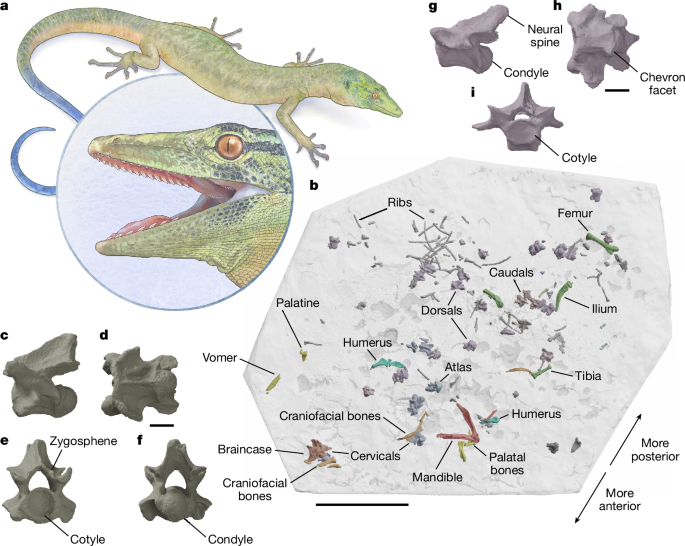 Mosaic anatomy in an early fossil squamate – Nature