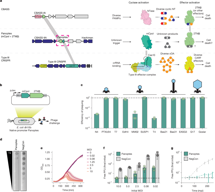 A miniature CRISPR-Cas10 enzyme confers immunity by inhibitory signalling