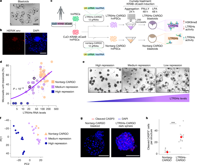 A human-specific regulatory mechanism revealed in a pre-implantation model