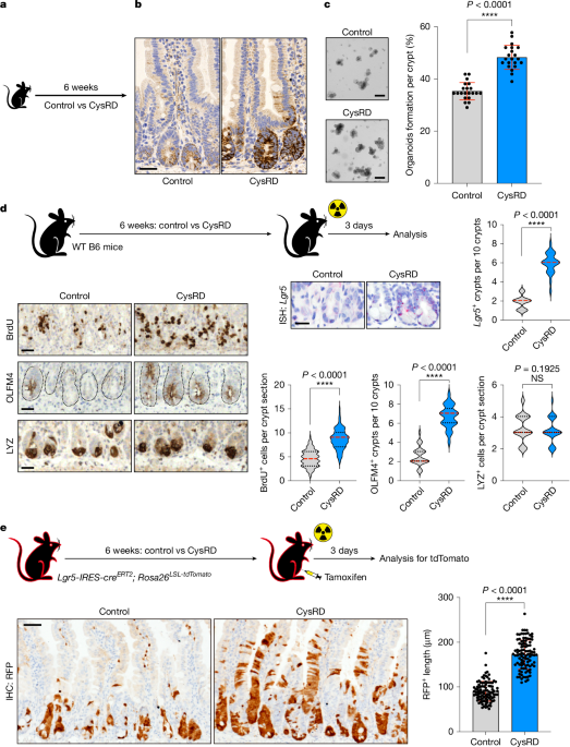 Dietary cysteine enhances intestinal stemness via CD8+ T cell-derived IL-22