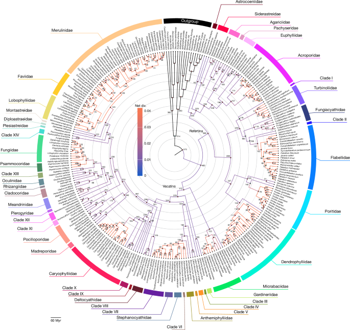 A global coral phylogeny reveals resilience and vulnerability through deep time