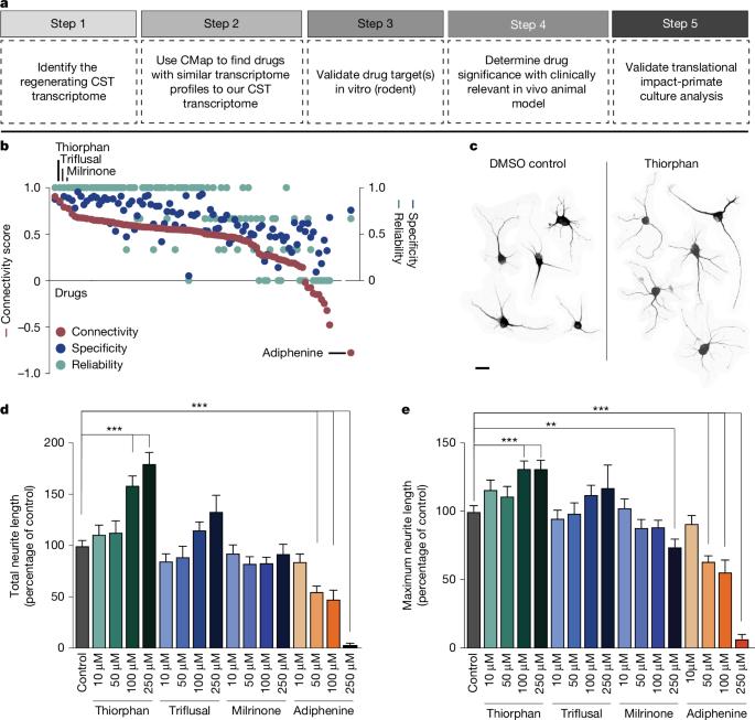 Thiorphan reprograms neurons to promote functional recovery after spinal cord injury