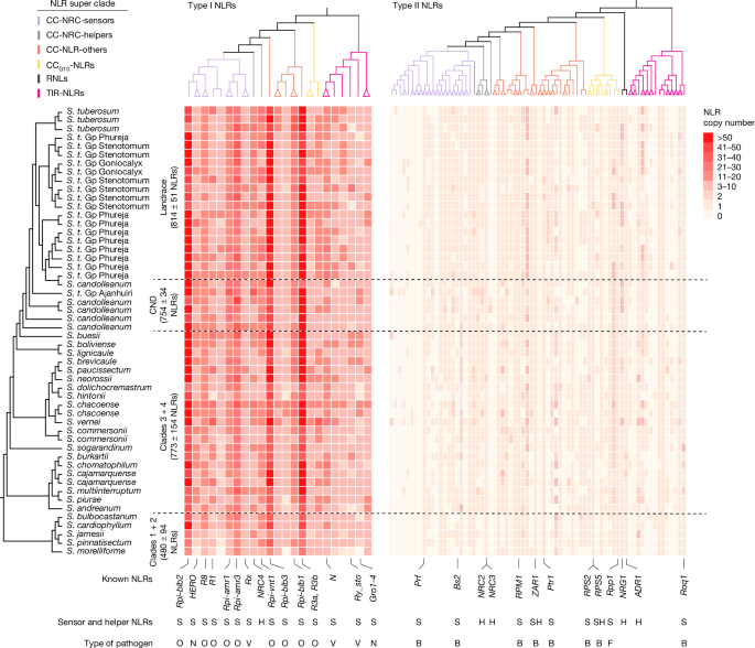 Plug-in strategy for resistance engineering inspired by potato NLRome Plug-in strategy for resistance engineering inspired by potato NLRome