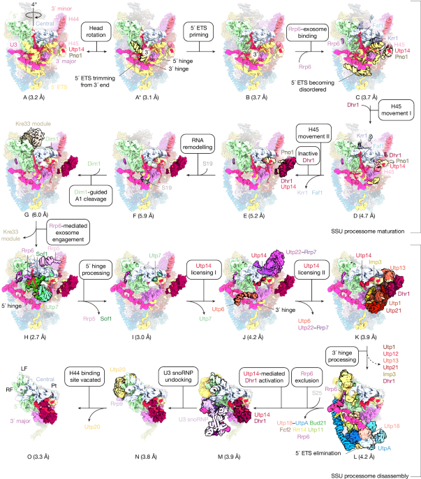 Helicase-mediated mechanism of SSU processome maturation and disassembly Helicase-mediated mechanism of SSU processome maturation and disassembly