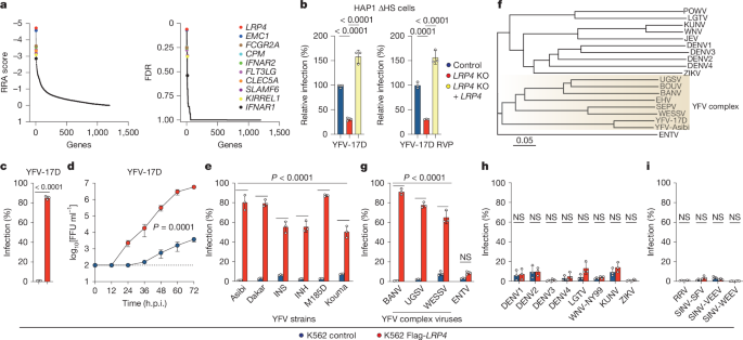 Multiple LDLR family members act as entry receptors for yellow fever virus Multiple LDLR family members act as entry receptors for yellow fever virus