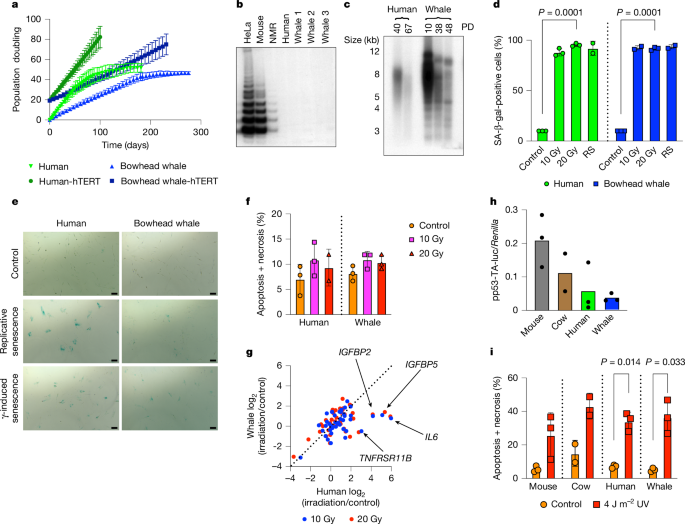 Evidence for improved DNA repair in long-lived bowhead whale Evidence for improved DNA repair in long-lived bowhead whale
