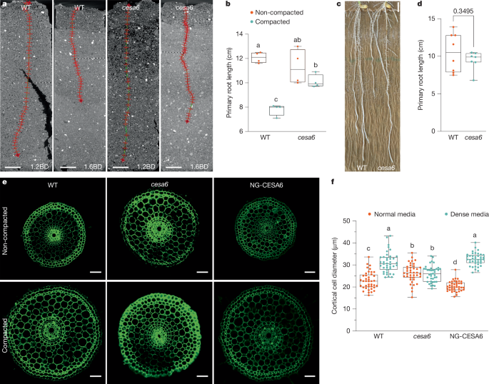 Ethylene modulates cell wall mechanics for root responses to compaction - Nature