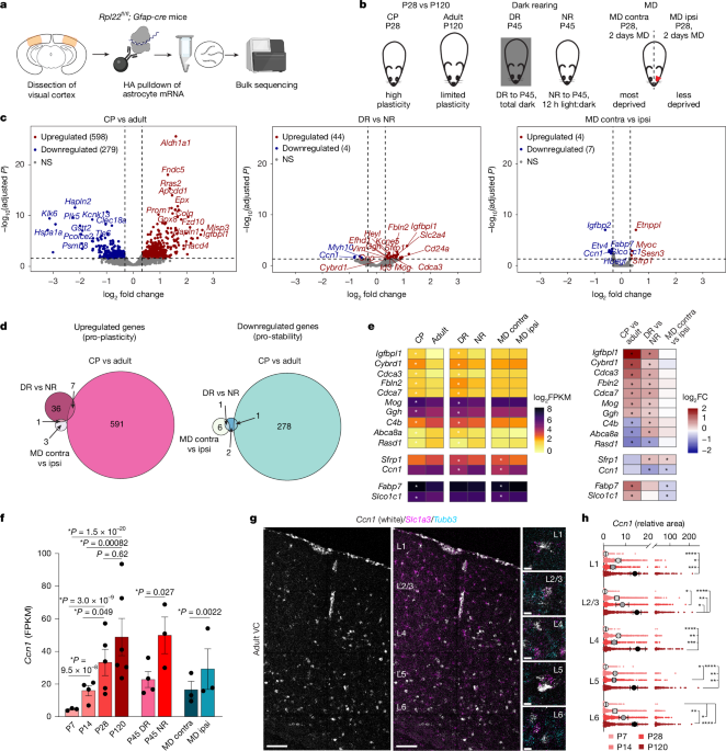 Astrocyte CCN1 stabilizes neural circuits in the adult brain - Nature