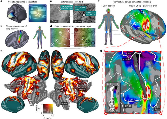Vicarious body maps bridge vision and touch in the human brain - Nature
