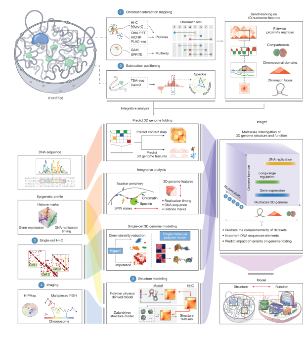An integrated view of the structure and function of the human 4D nucleome - Nature