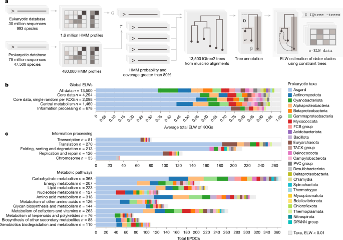 Dominant contribution of Asgard archaea to eukaryogenesis - Nature