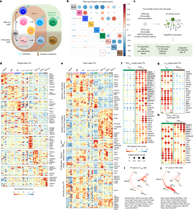 Atlas-guided discovery of transcription factors for T cell programming - Nature