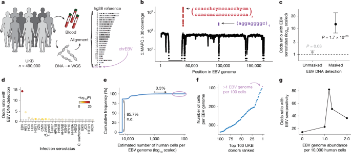 Population-scale sequencing resolves determinants of persistent EBV DNA