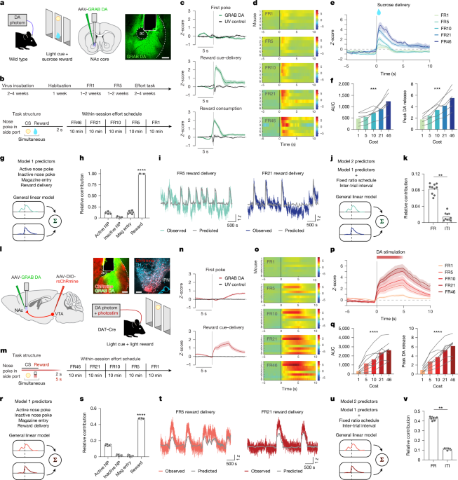 Cholinergic modulation of dopamine release drives effortful behaviour - Nature