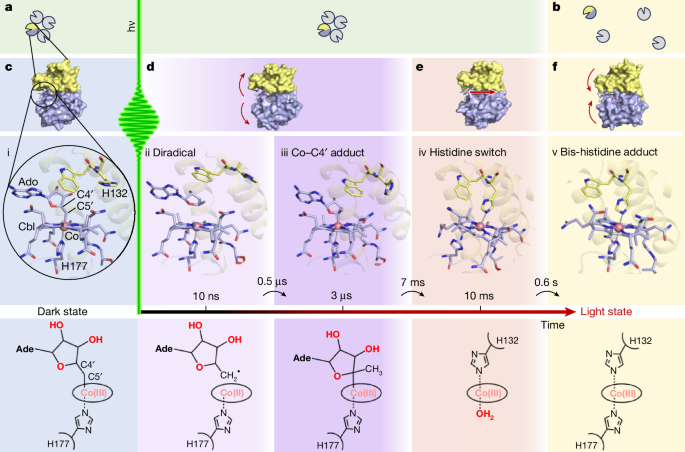 Integrated structural dynamics uncover a new B12 photoreceptor activation mode