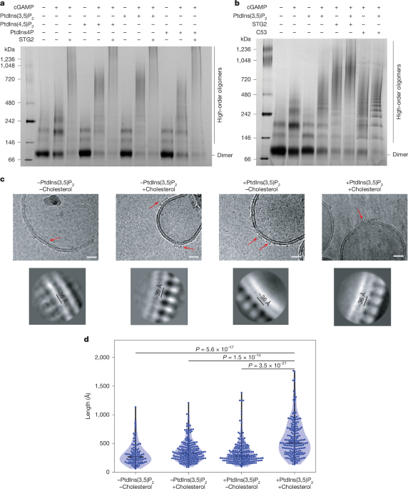 media.springernature.com image