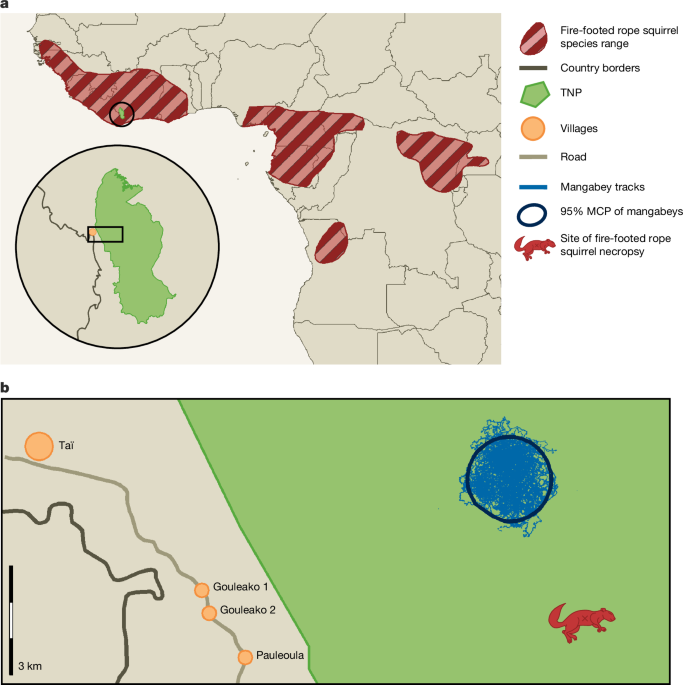 Transmission of MPXV from fire-footed rope squirrels to sooty mangabeys - Nature
