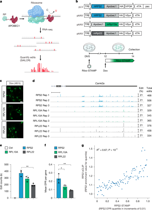Single-cell and isoform-specific translational profiling of the mouse brain - Nature