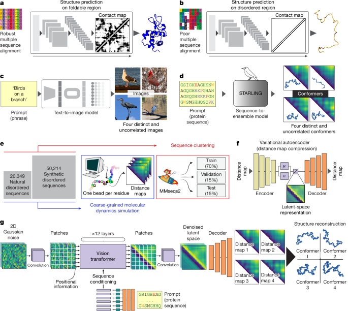 Accurate predictions of disordered protein ensembles with STARLING - Nature