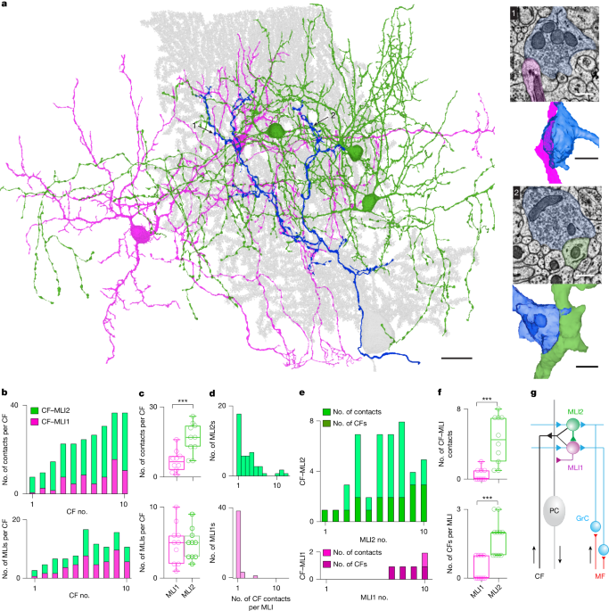 Climbing fibres recruit disinhibition to enhance Purkinje cell calcium signals - Nature