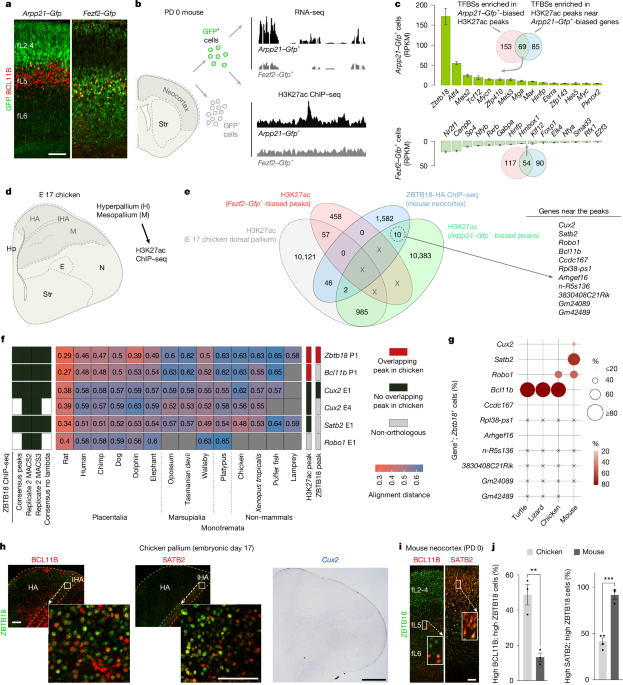 Adaptive evolution of gene regulatory networks in mammalian neocortex - Nature