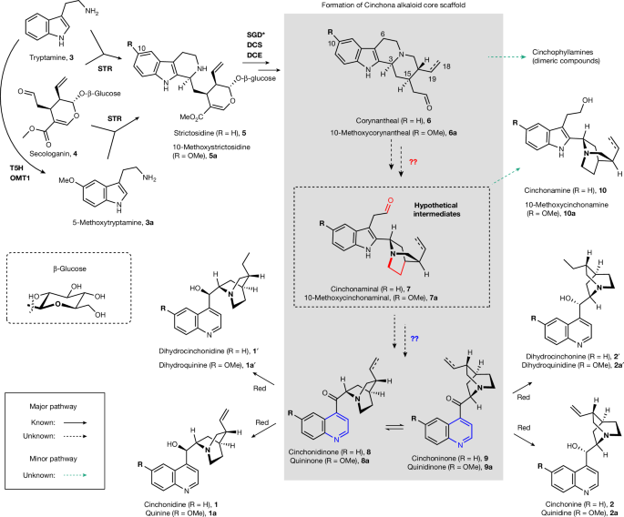 Biosynthesis of cinchona alkaloids - Nature